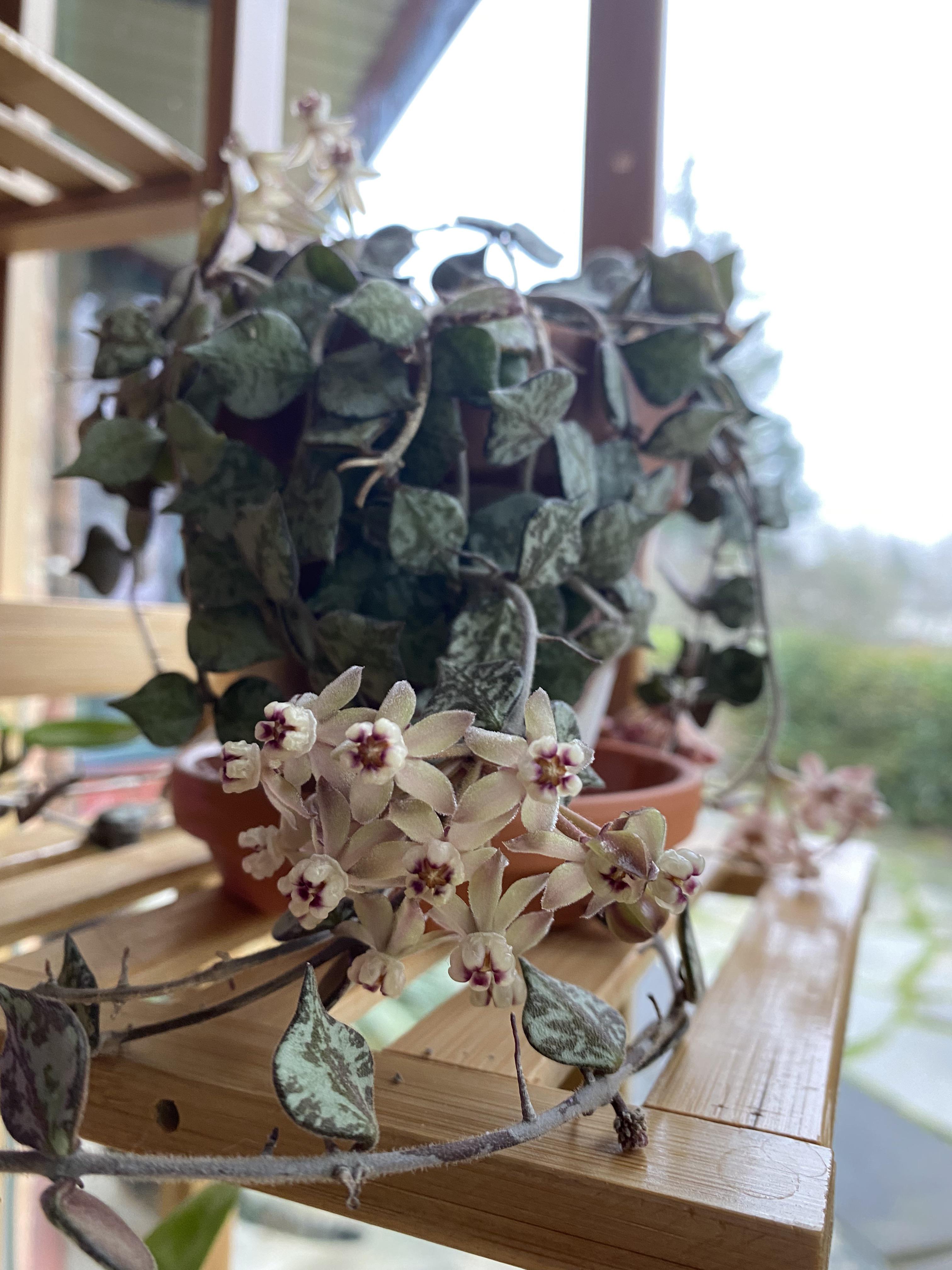 Hoya Curtisii D15