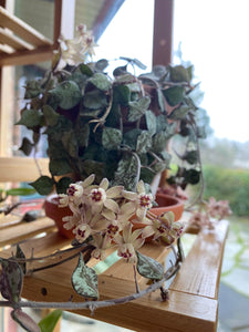 Hoya Curtisii D15