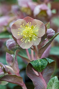 Helleborus Lividus