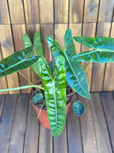 Philodendron Billietiae