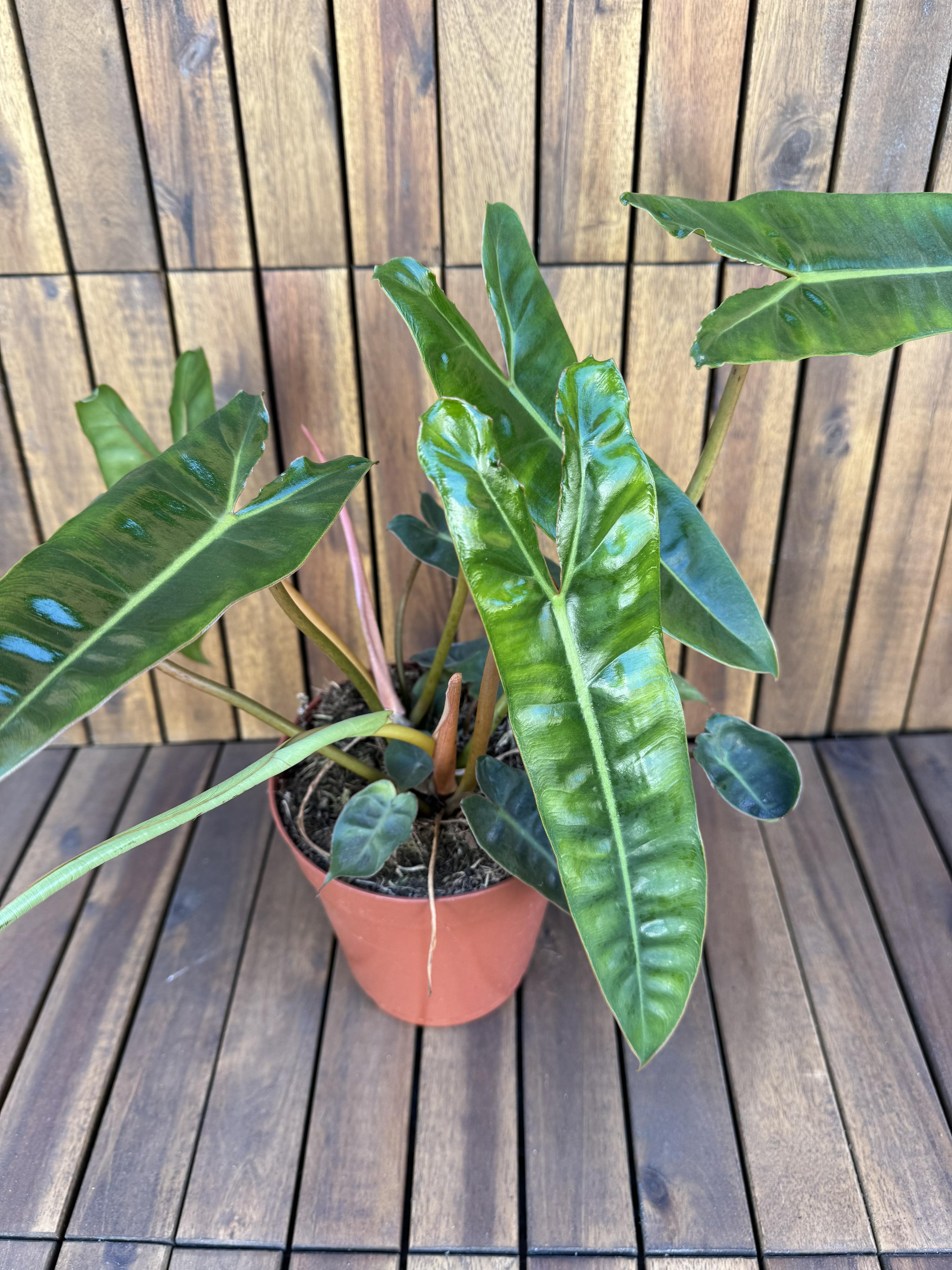 Philodendron Billietiae