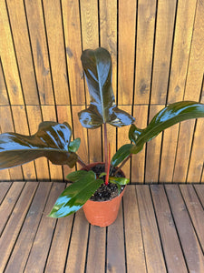 Philodendron Florida Bronze