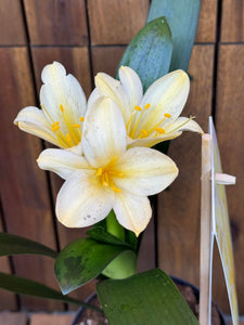 Clivia Citrina (fara flori)