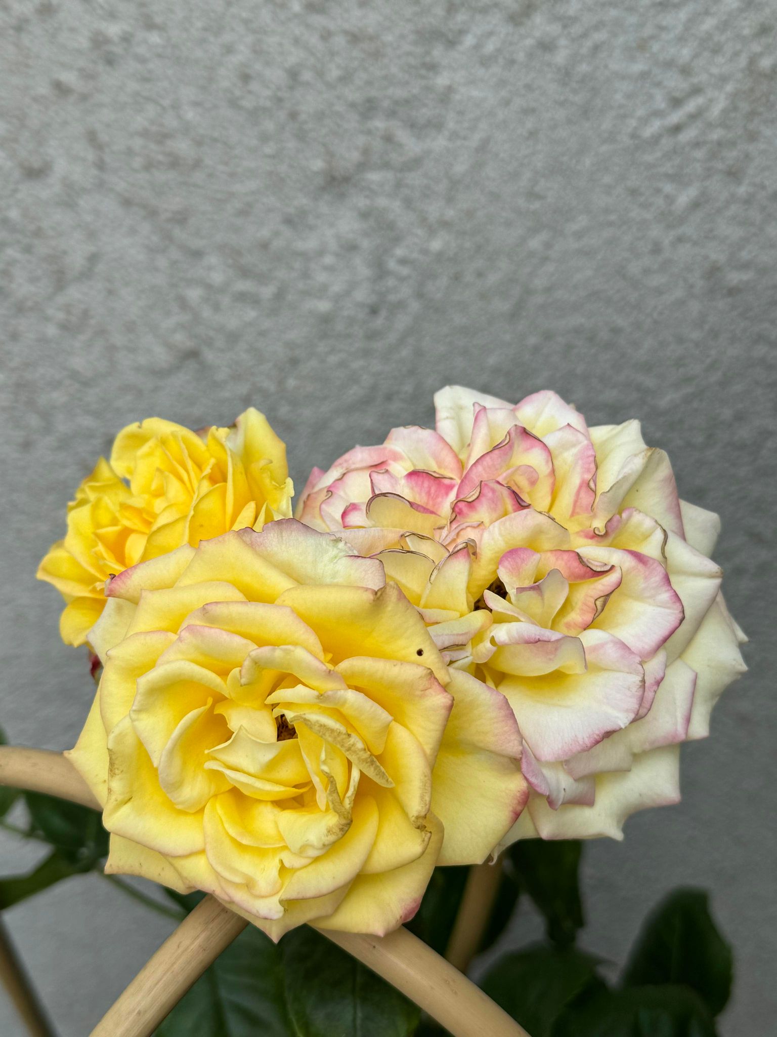 Trandafir Floribuna Twister Seelect