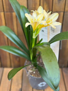 Clivia Citrina (fara flori)