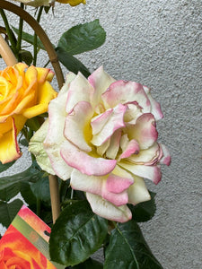 Trandafir Floribuna Twister Seelect