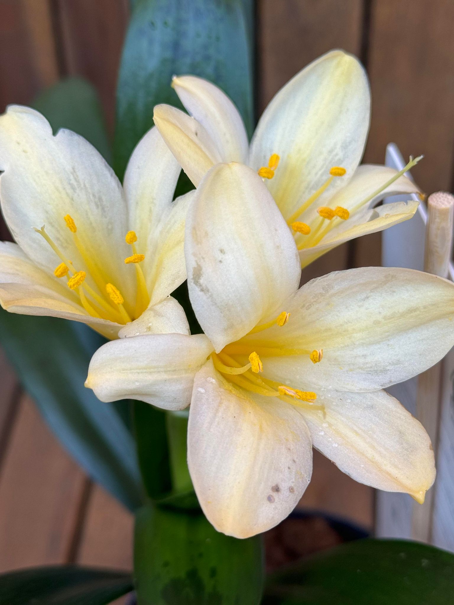 Clivia Citrina (fara flori)