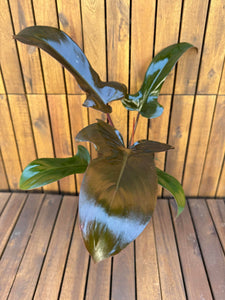 Philodendron Florida Bronze