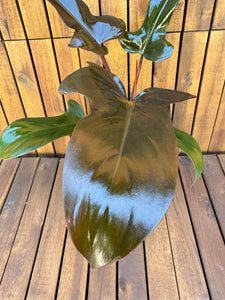 Philodendron Florida Bronze