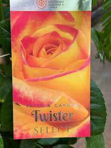 Trandafir Floribuna Twister Seelect