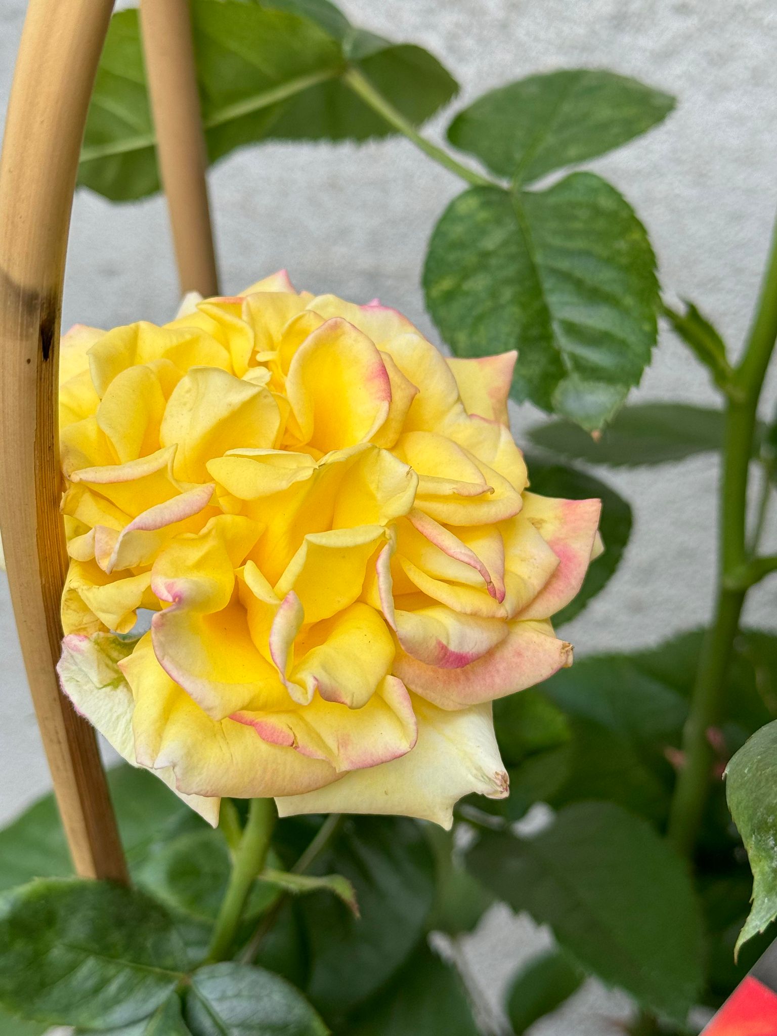 Trandafir Floribuna Twister Seelect