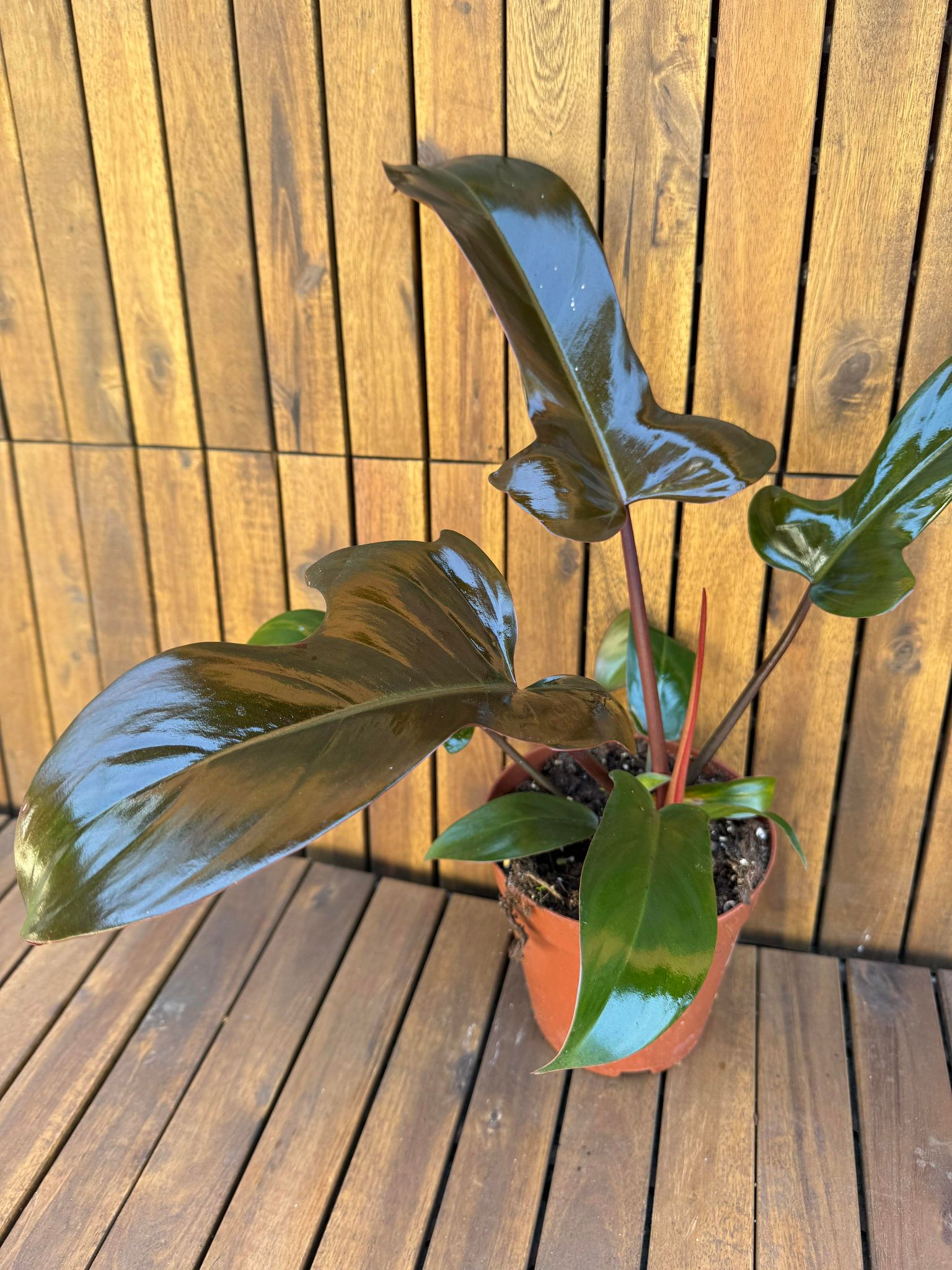 Philodendron Florida Bronze