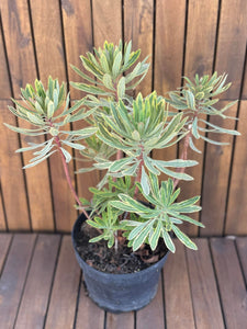 Euphorbia Martinii Ascot Rainbow