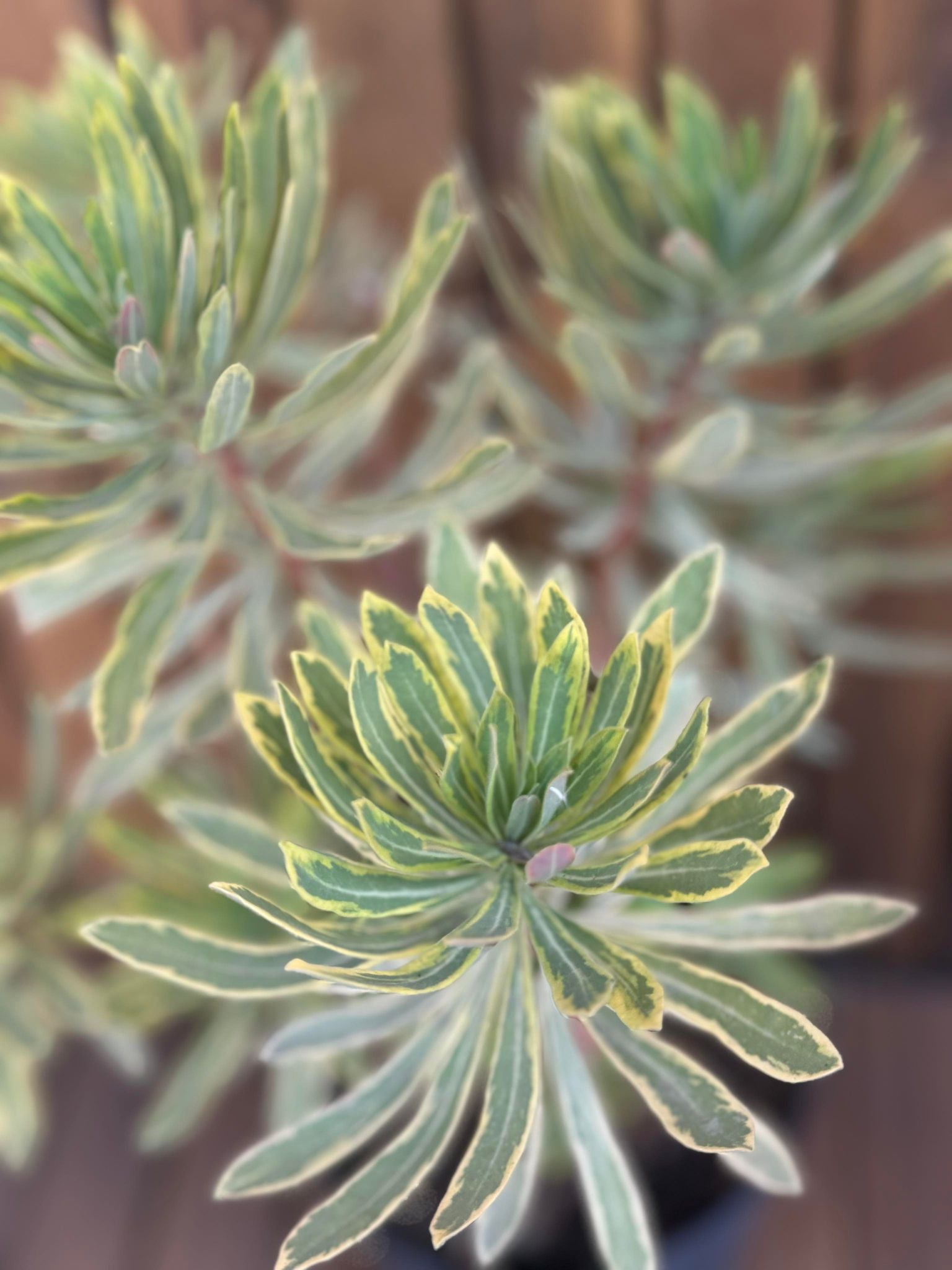 Euphorbia Martinii Ascot Rainbow