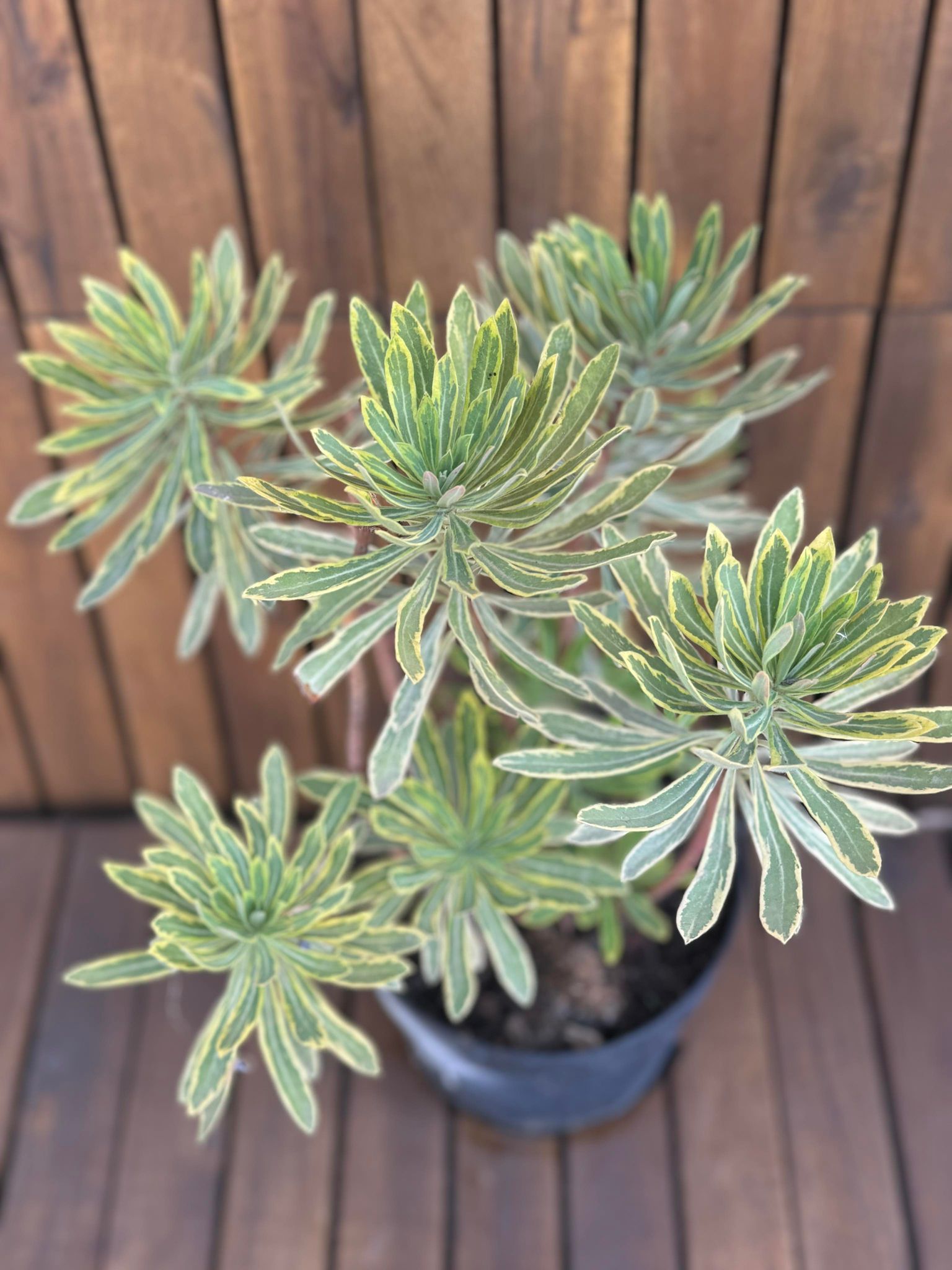 Euphorbia Martinii Ascot Rainbow