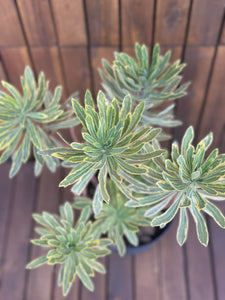 Euphorbia Martinii Ascot Rainbow