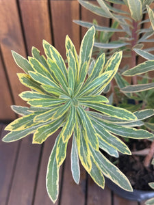 Euphorbia Martinii Ascot Rainbow