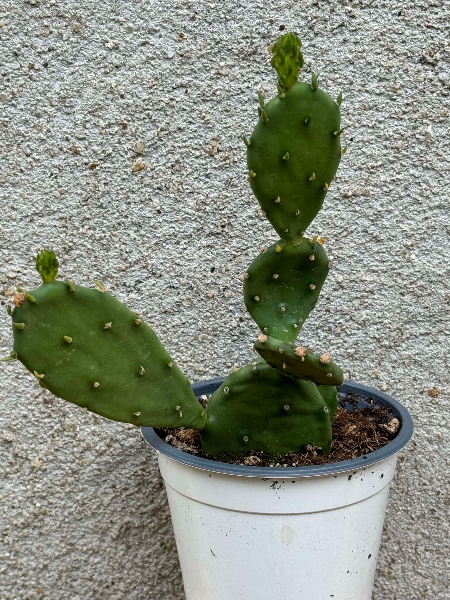 Opuntia Humifusa -25 C