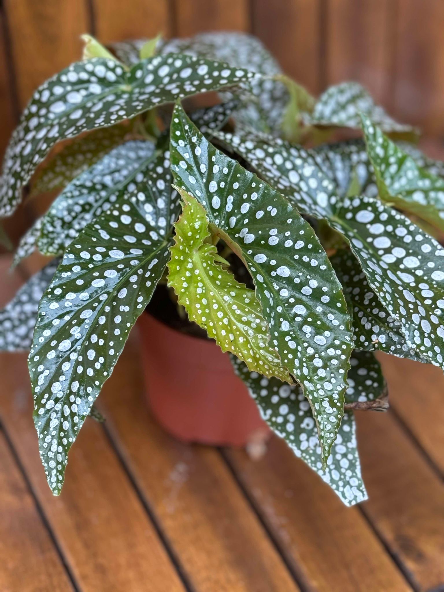 Begonia Double Dots