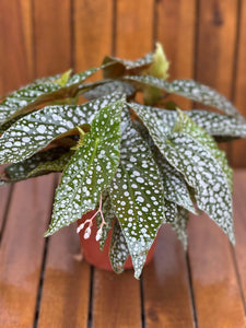 Begonia Double Dots