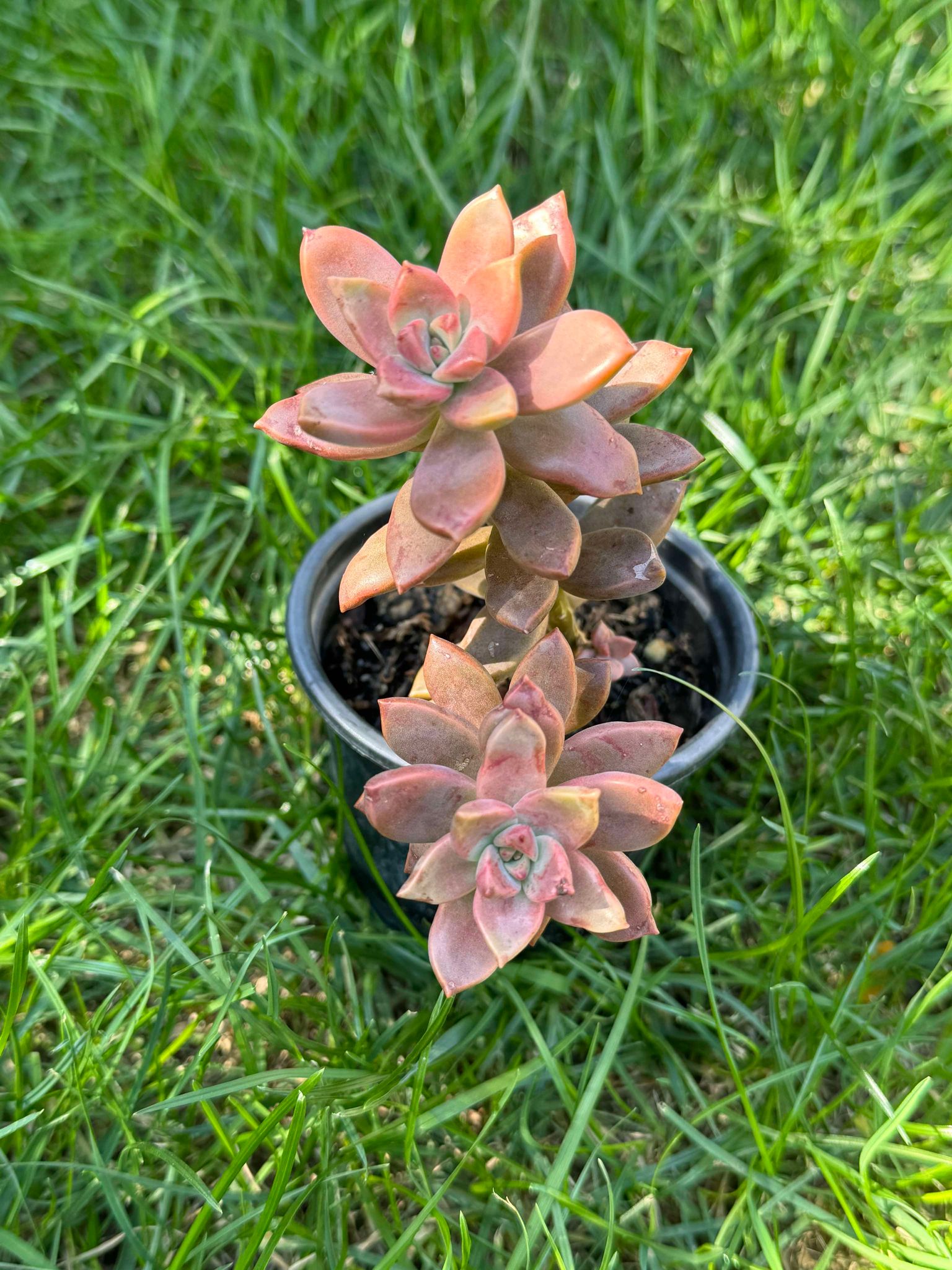 Sedum Bronze