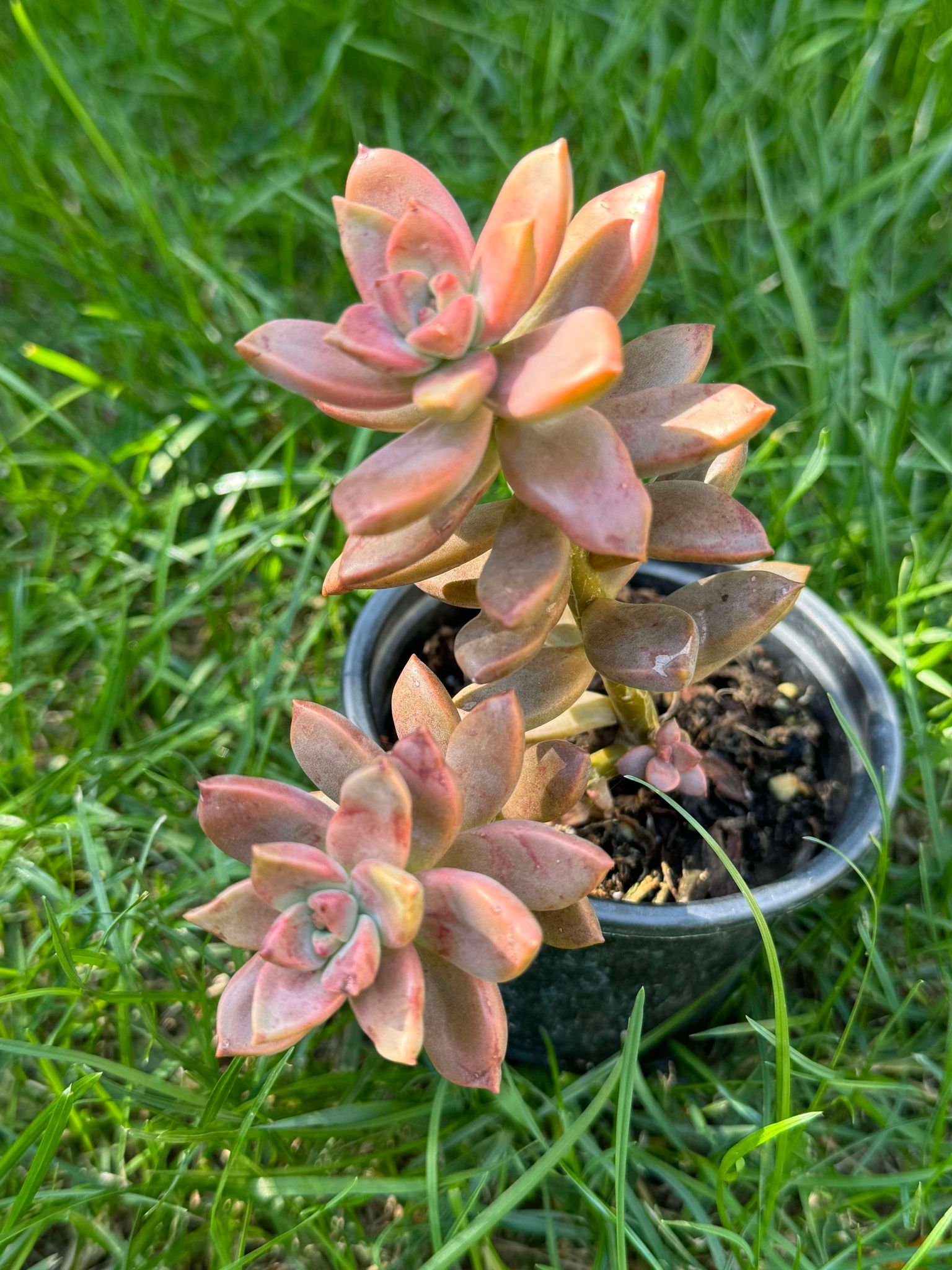 Sedum Bronze