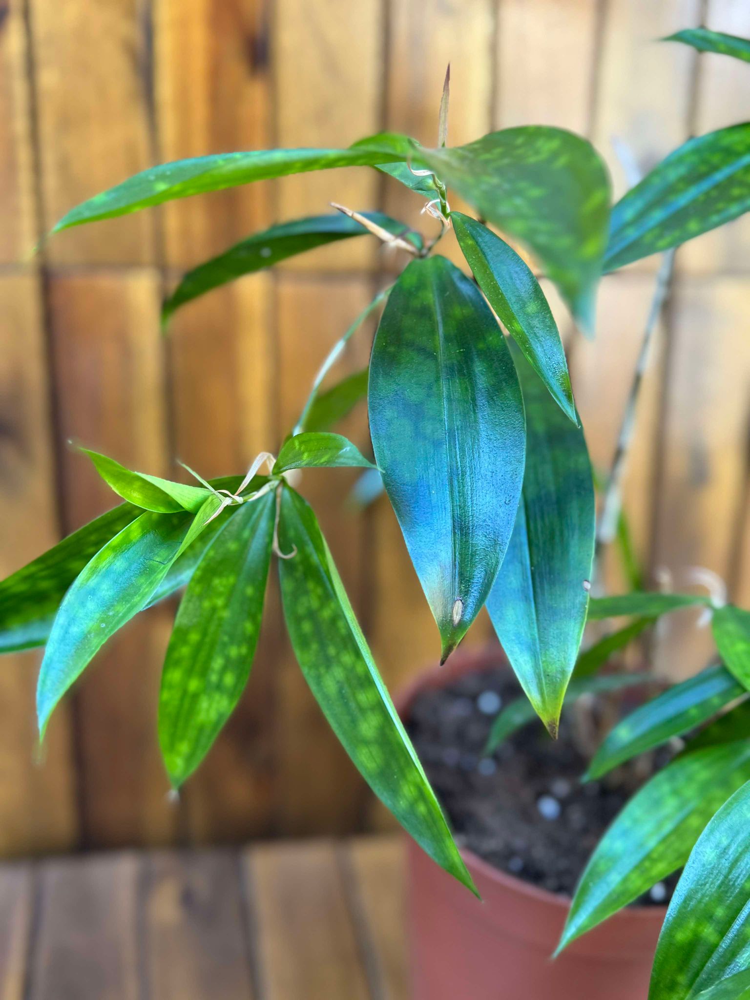 Dracaena Surculosa Gold Dust