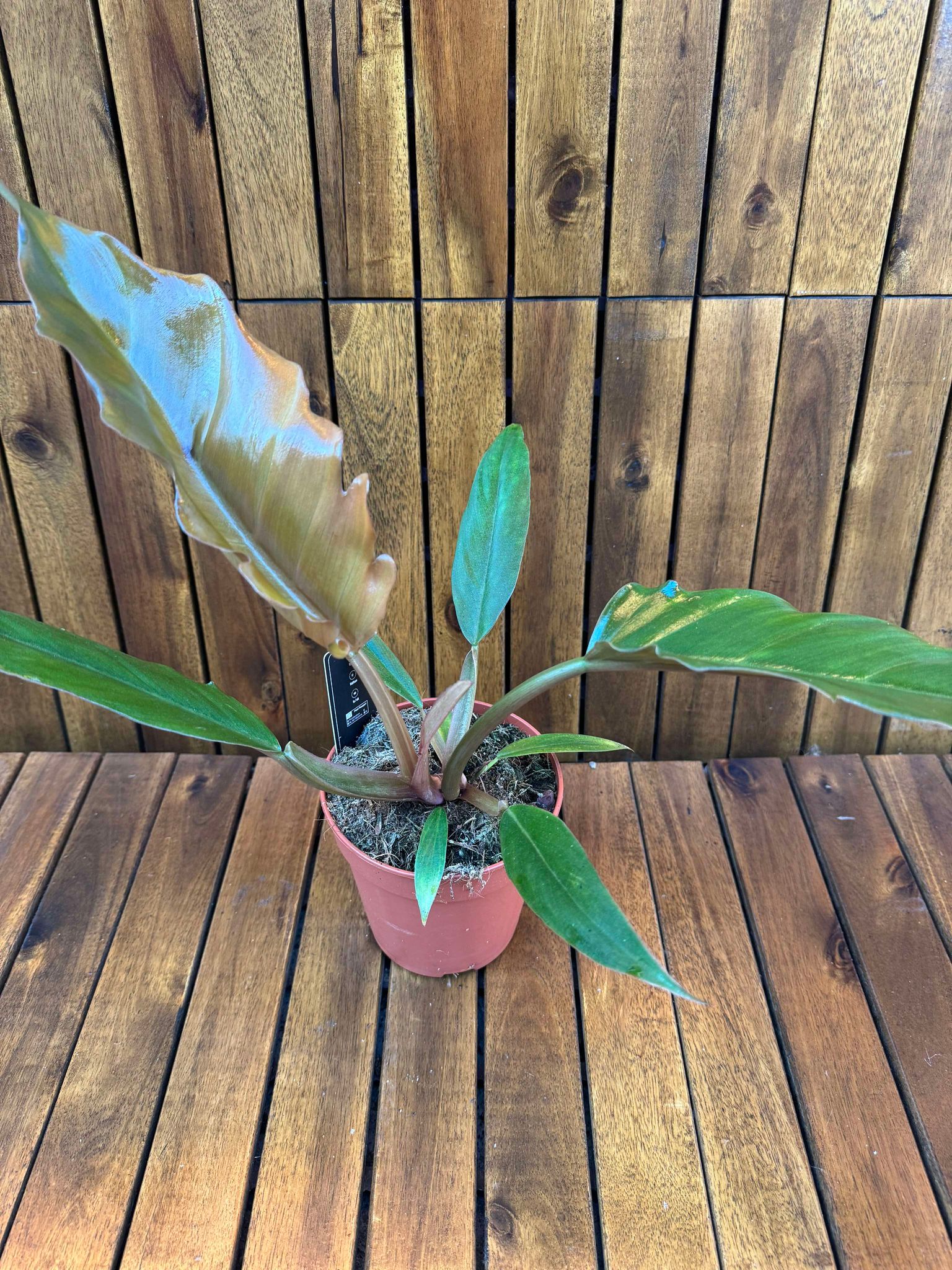 Philodendron Choco Empress