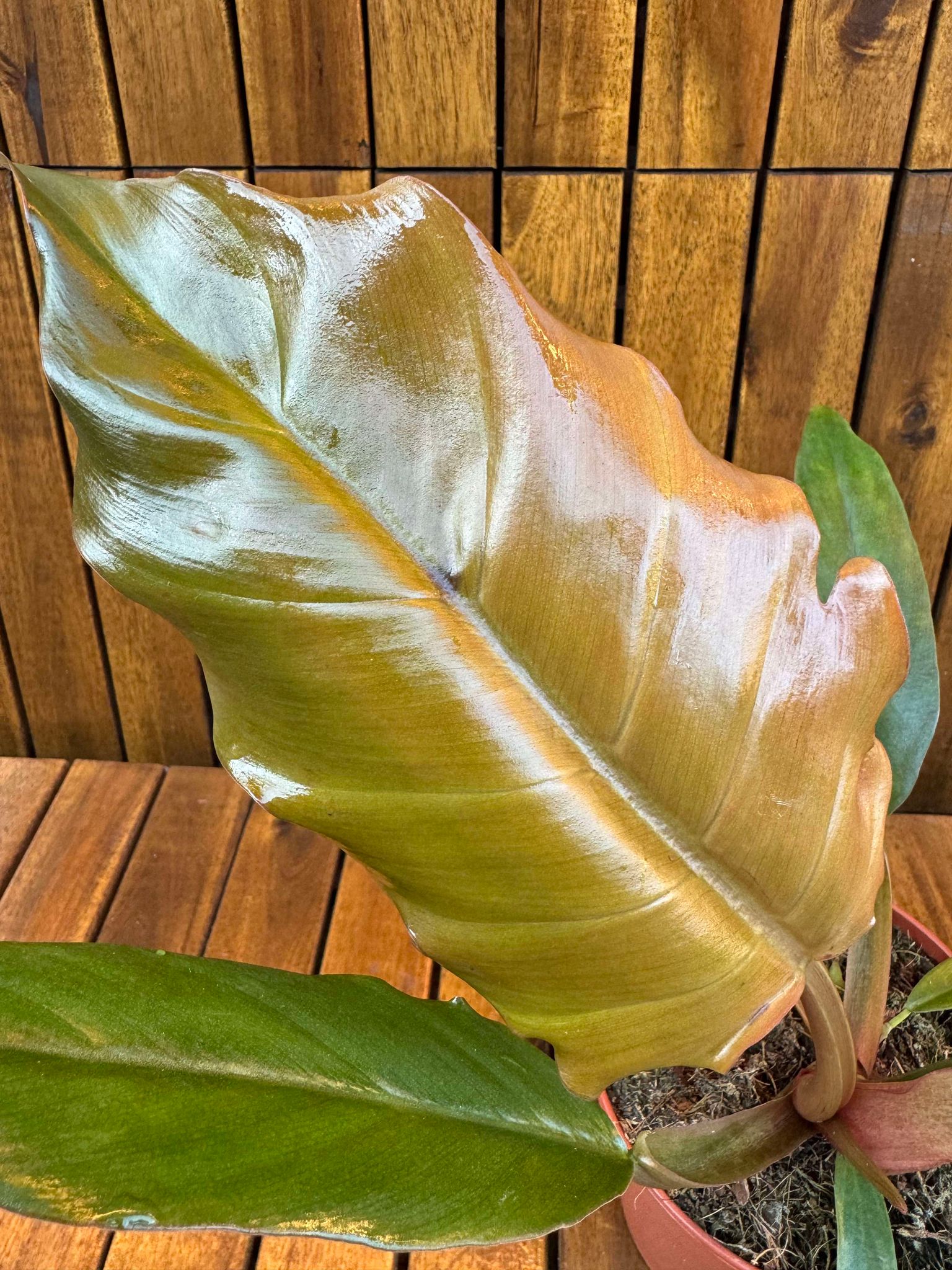 Philodendron Choco Empress