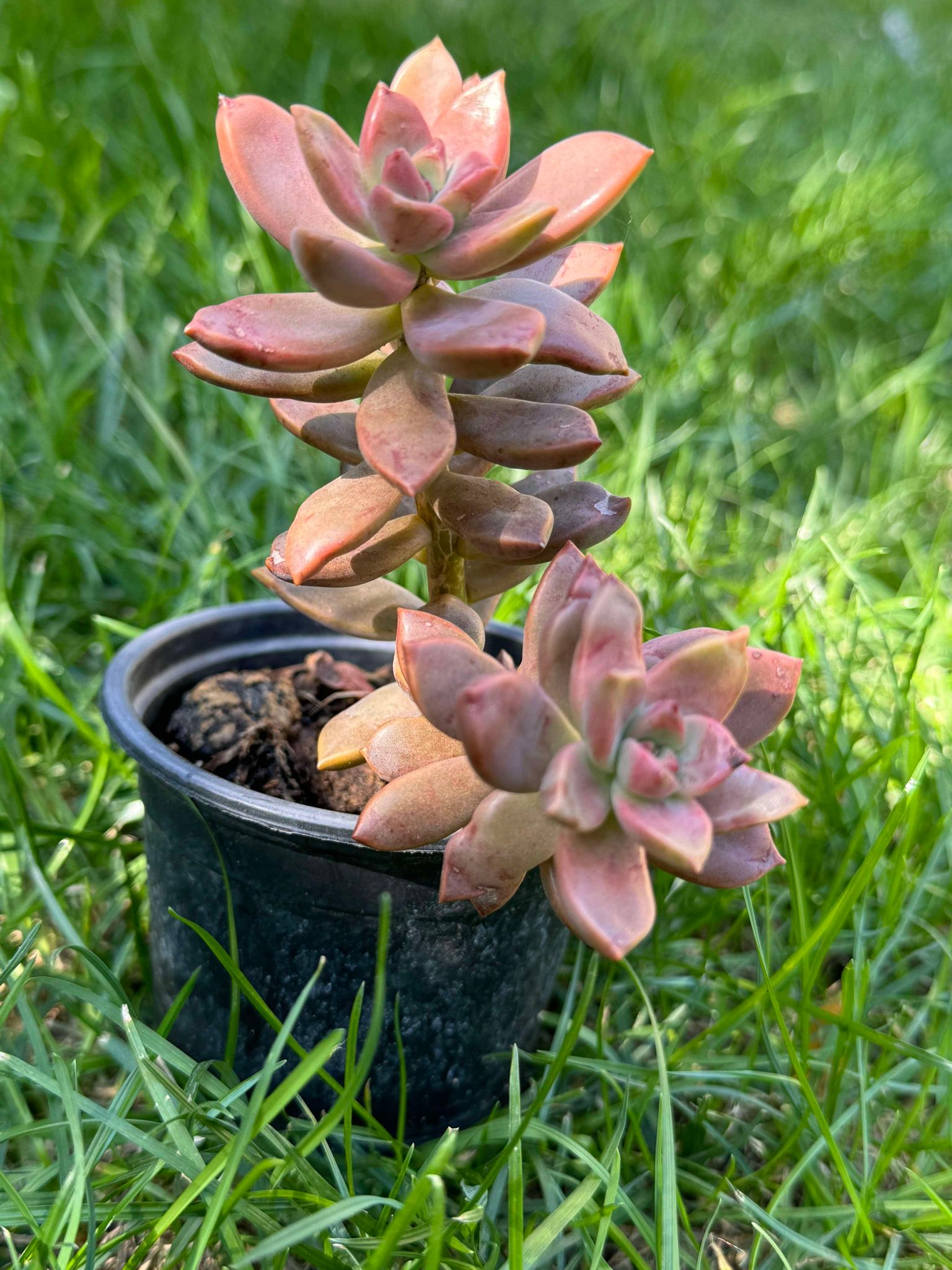 Sedum Bronze