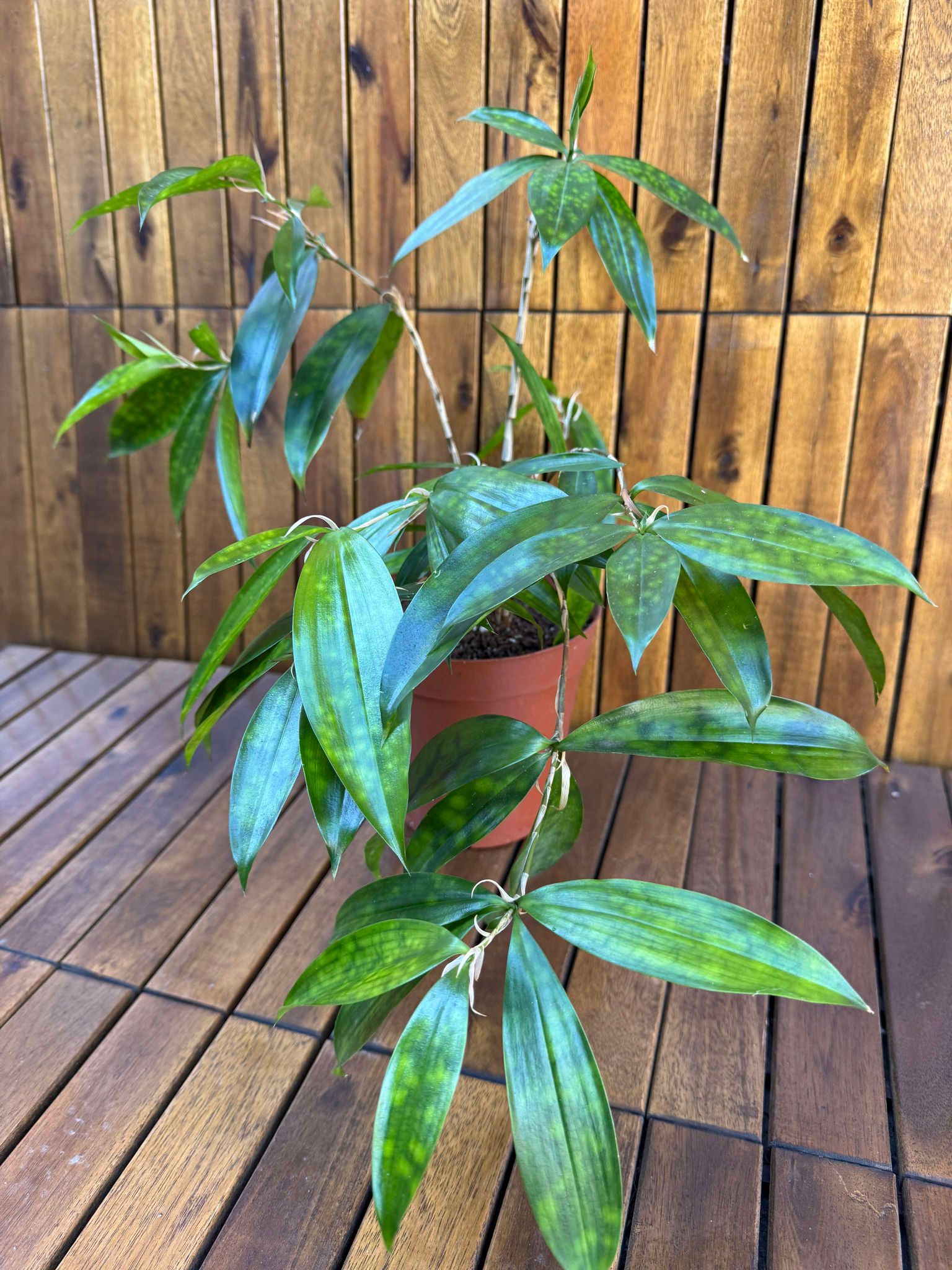 Dracaena Surculosa Gold Dust