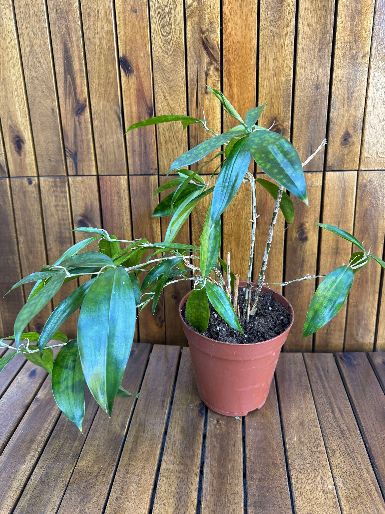 Dracaena Surculosa Gold Dust