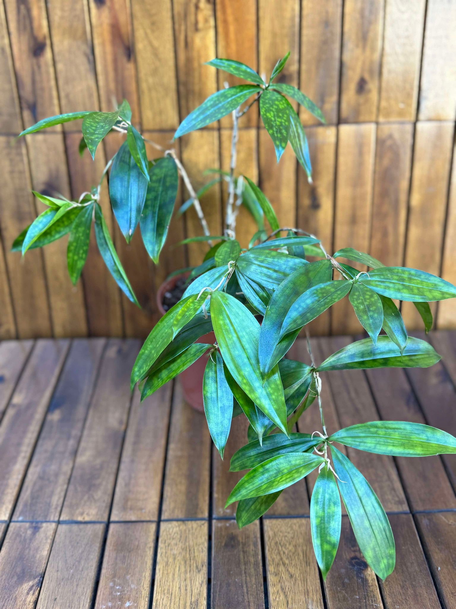 Dracaena Surculosa Gold Dust