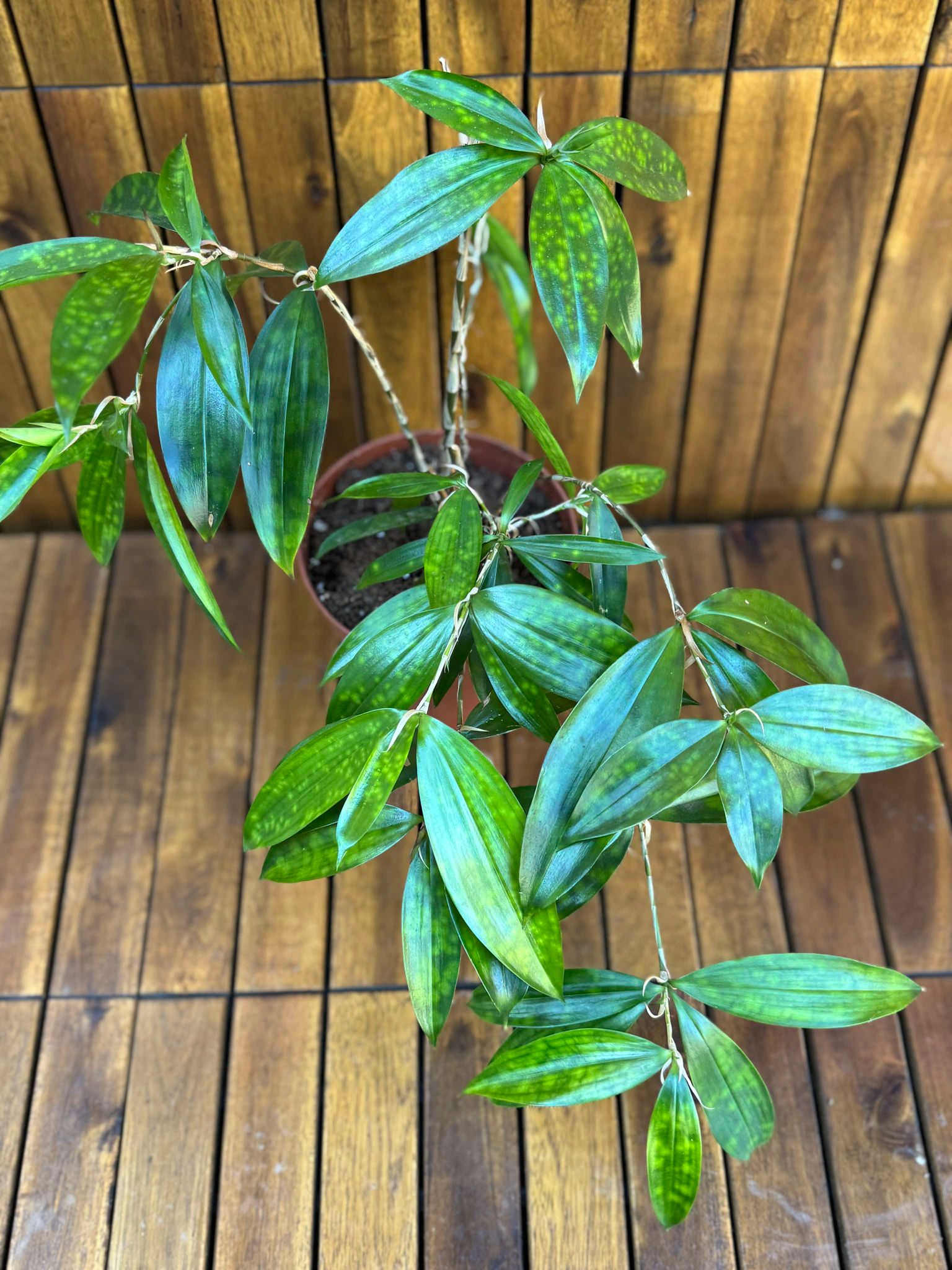 Dracaena Surculosa Gold Dust