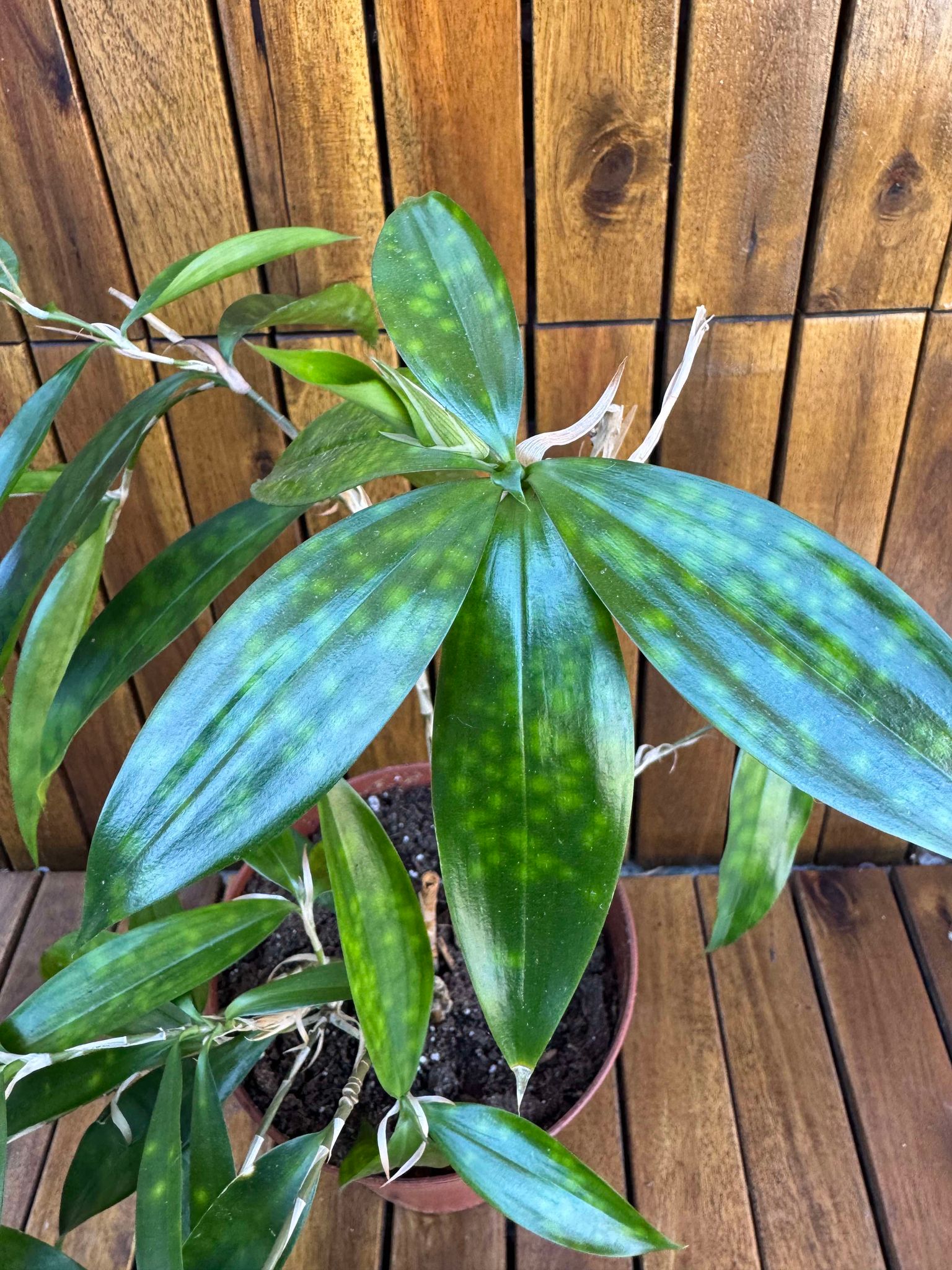 Dracaena Surculosa Gold Dust