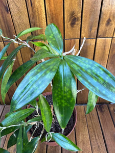 Dracaena Surculosa Gold Dust