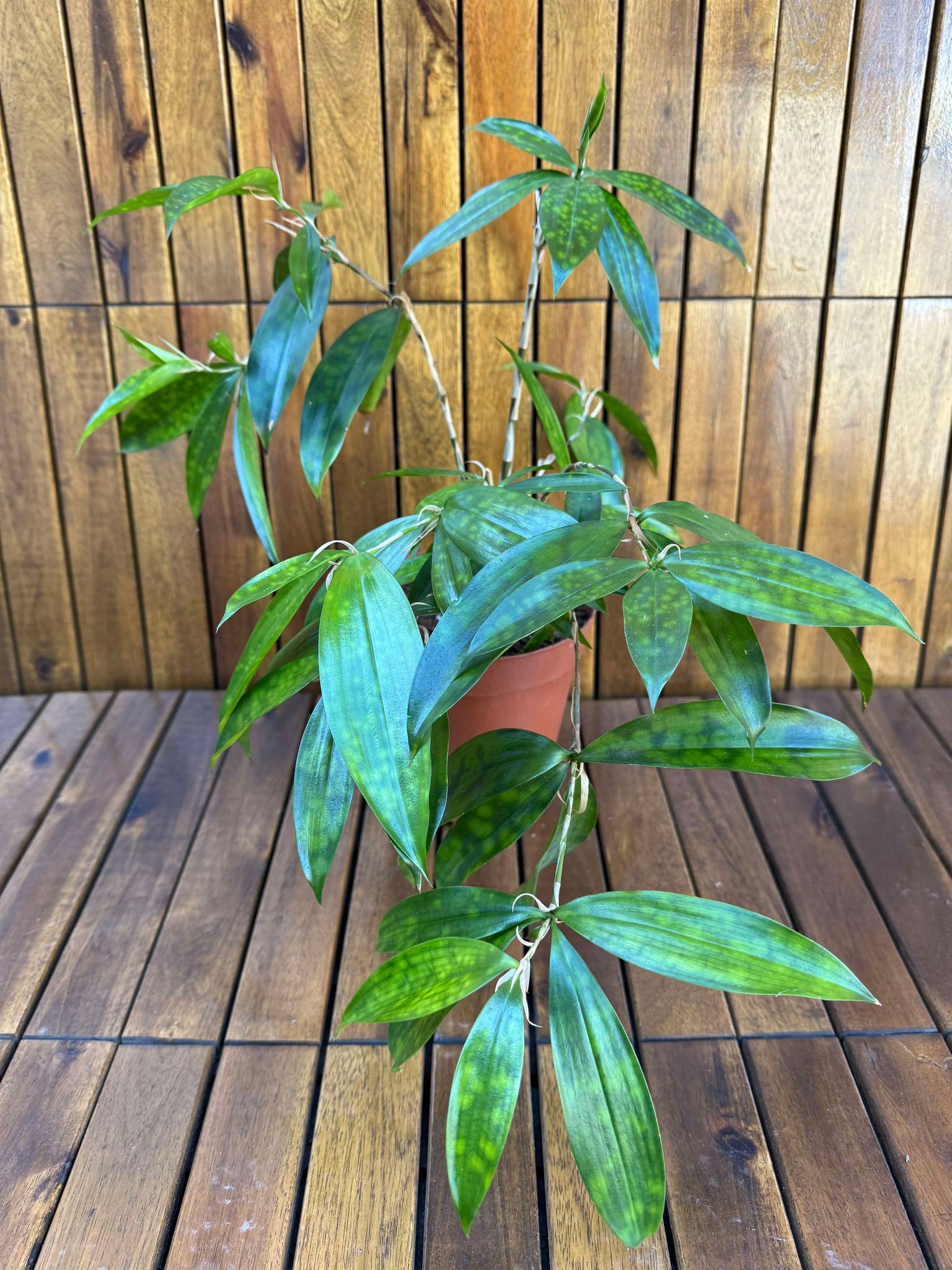 Dracaena Surculosa Gold Dust