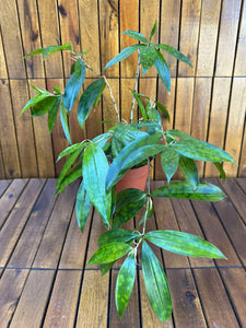 Dracaena Surculosa Gold Dust