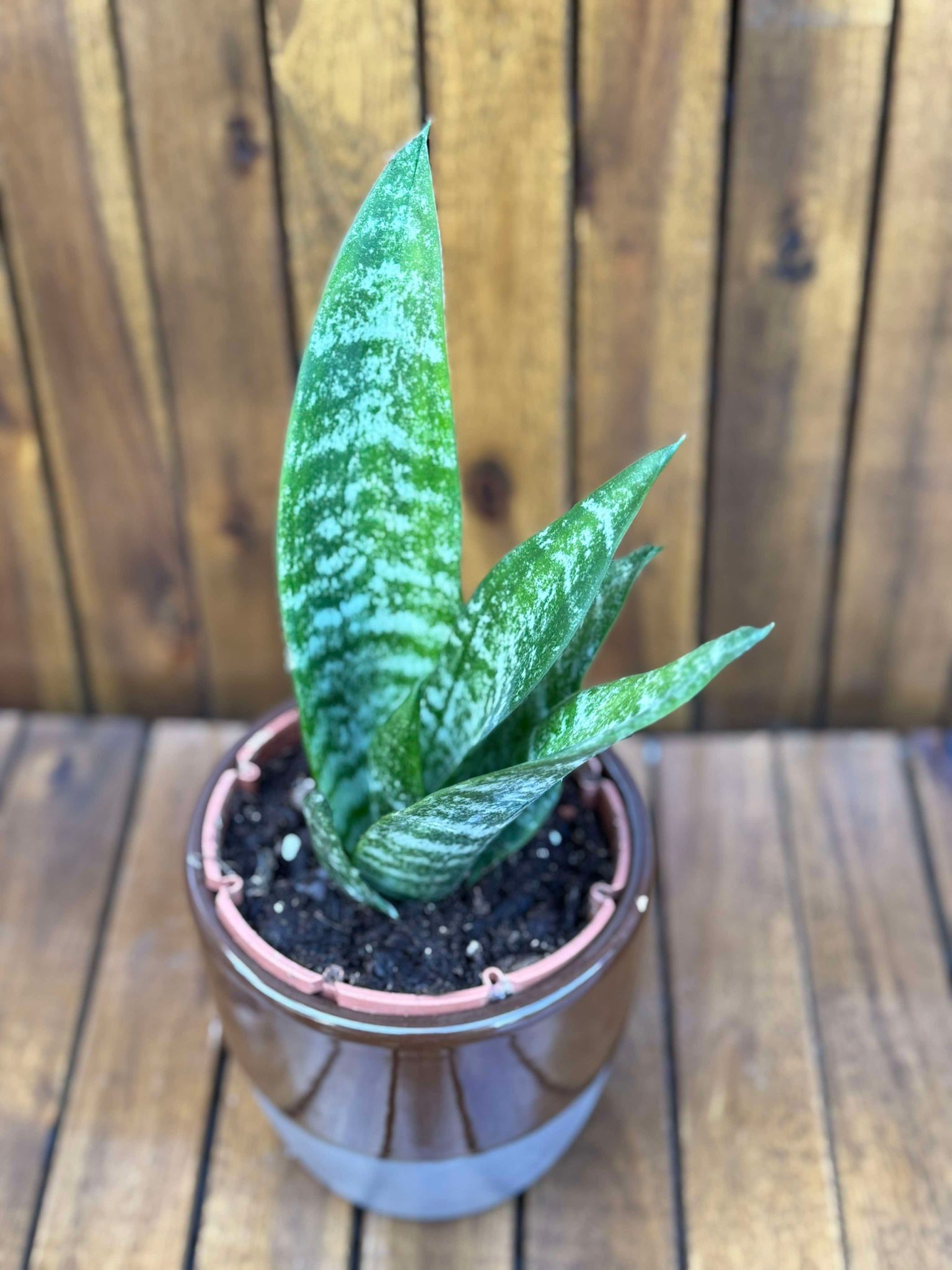 Sansevieria Robusta