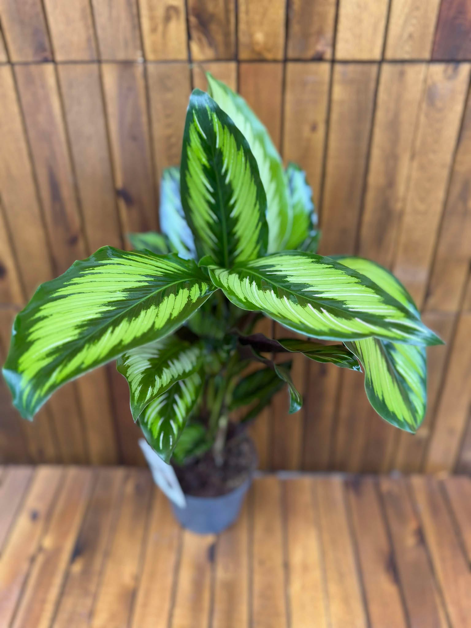 Calathea Majestic