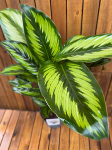 Calathea Majestic