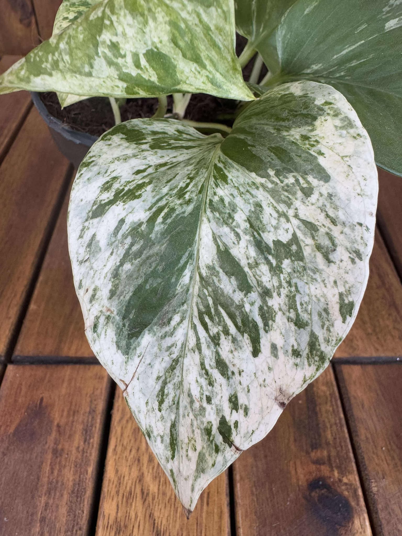 Epipremnum Marble Queen