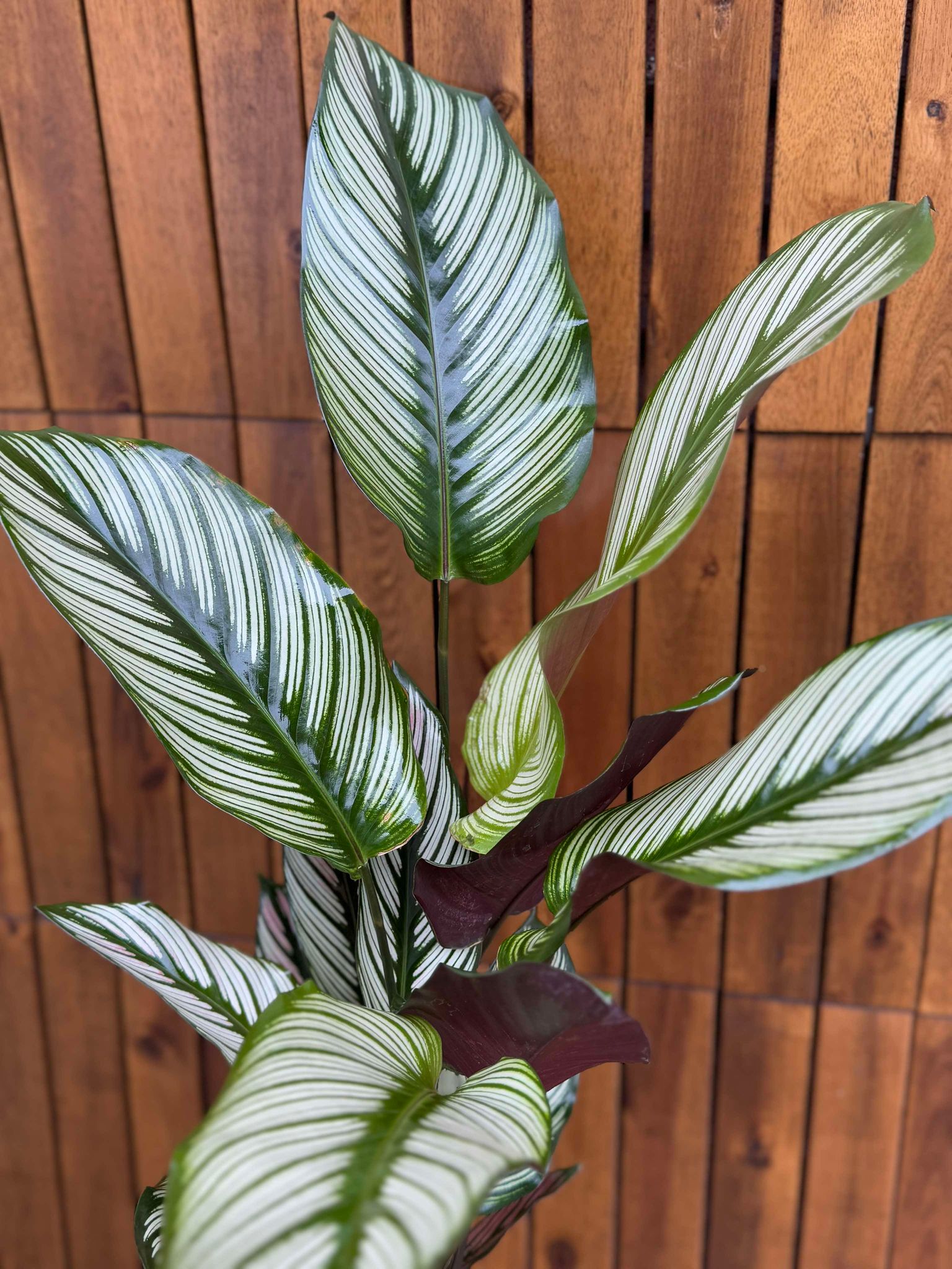 Calathea Whitestar