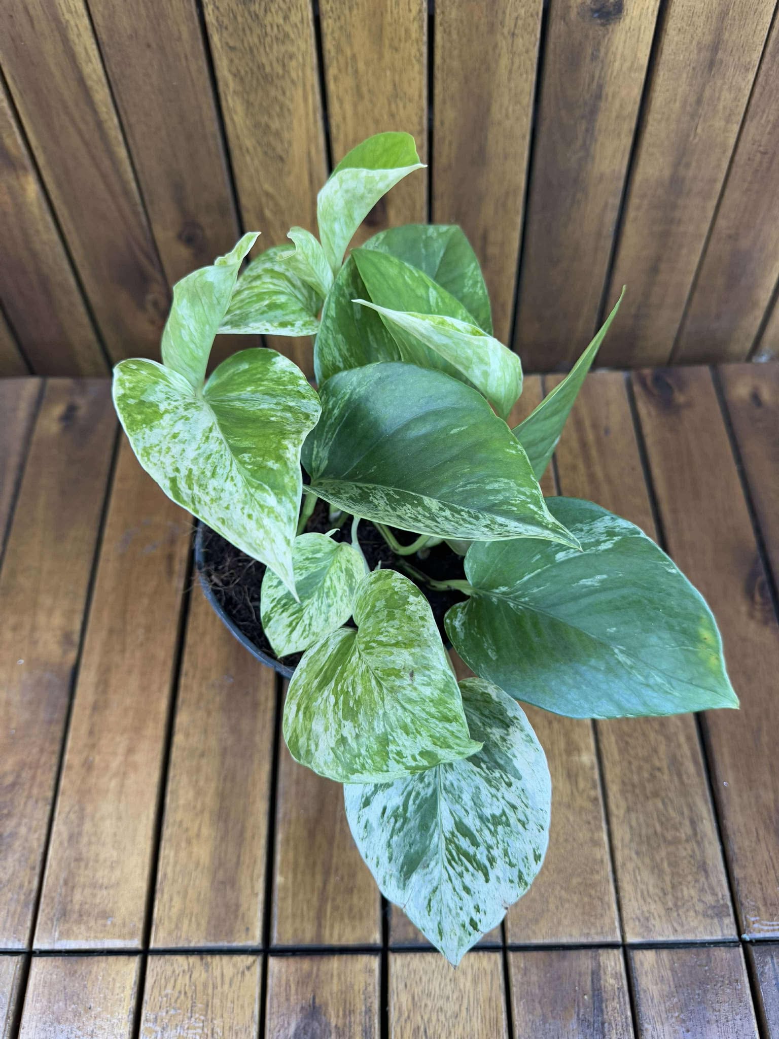 Epipremnum Marble Queen