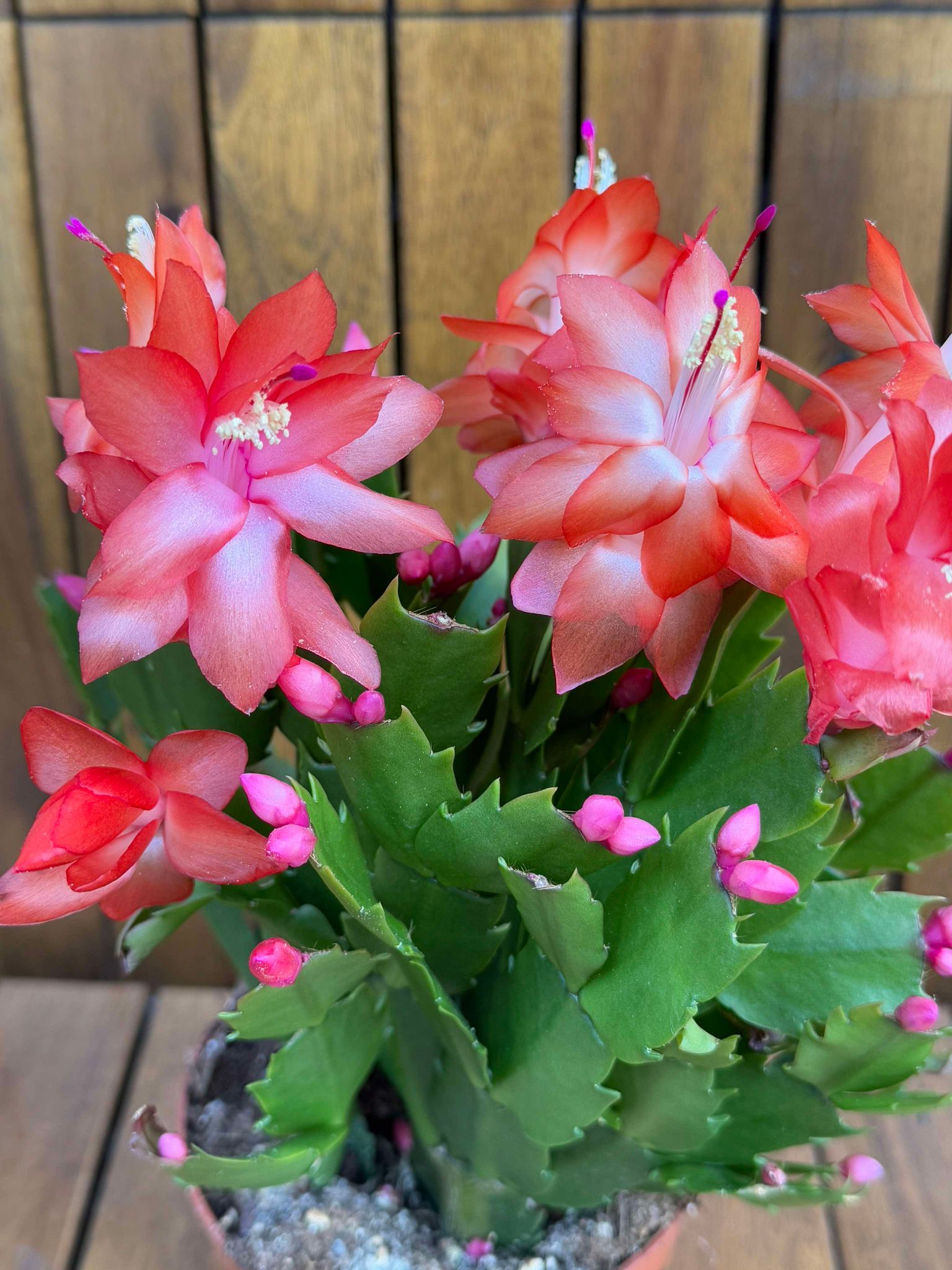 Schlumbergera/Cactusul Craciunului partocaliu