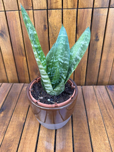 Sansevieria Robusta