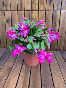 Schlumbergera/Cactusul Craciunului siclam