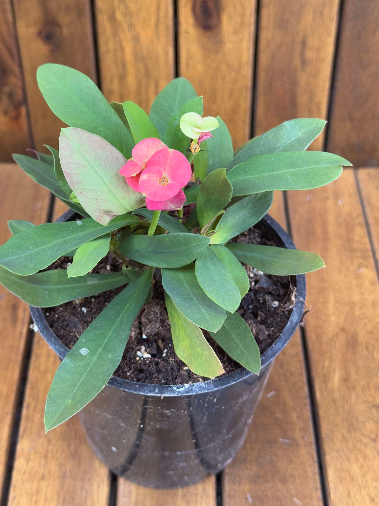 Euphorbia Milli Red