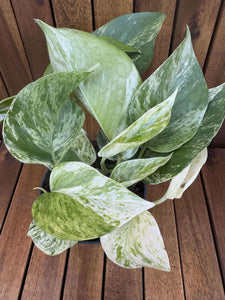 Epipremnum Marble Queen