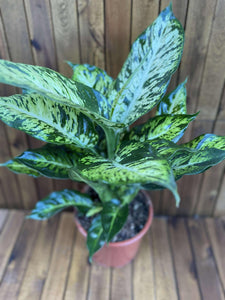 Dieffenbachia Sublime